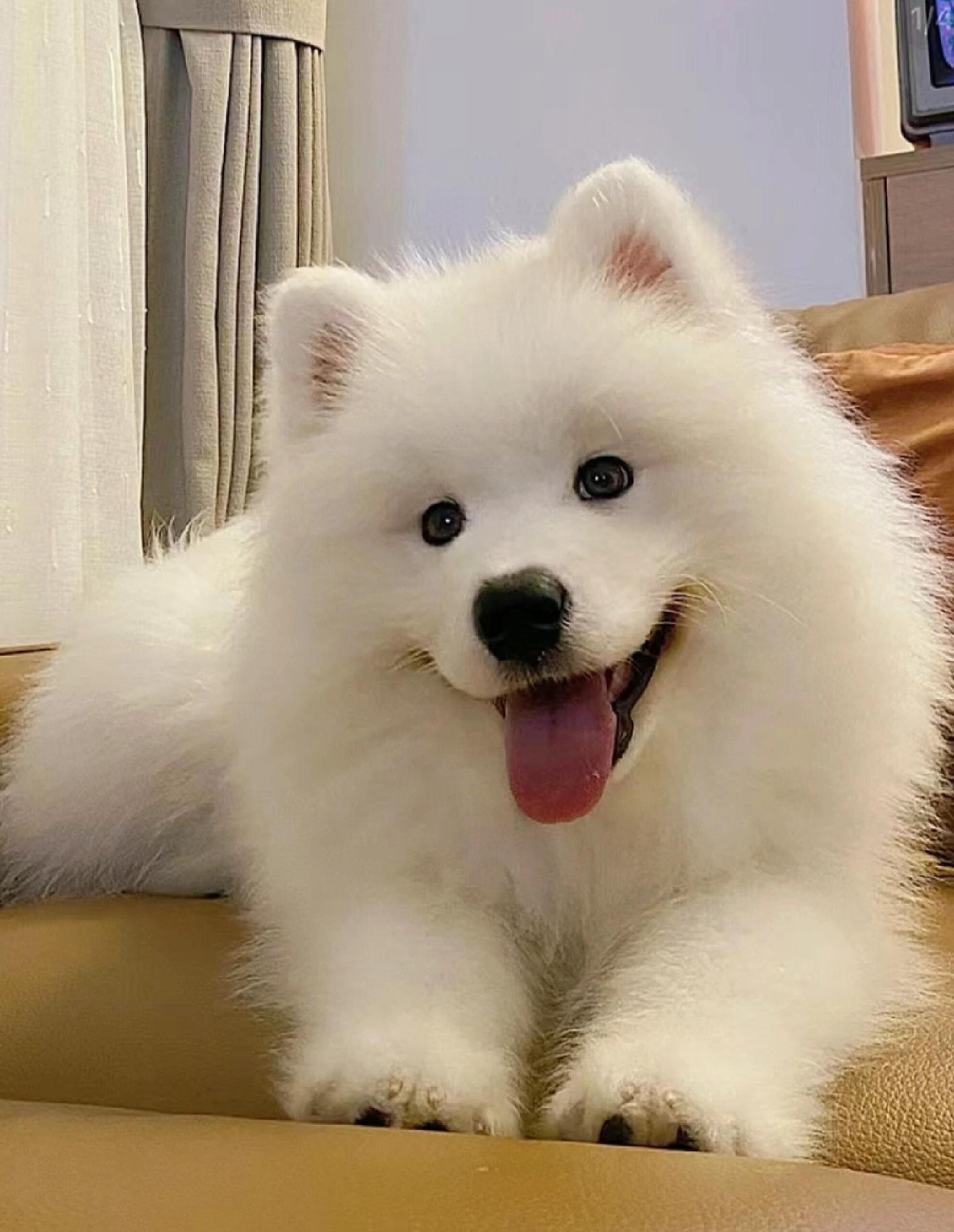 微笑天使，陪伴犬